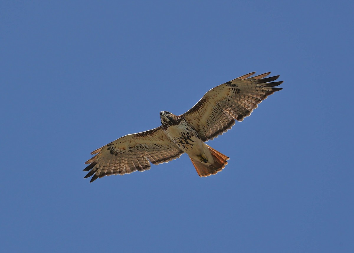 Red-tailed Hawk - Charles Lyon