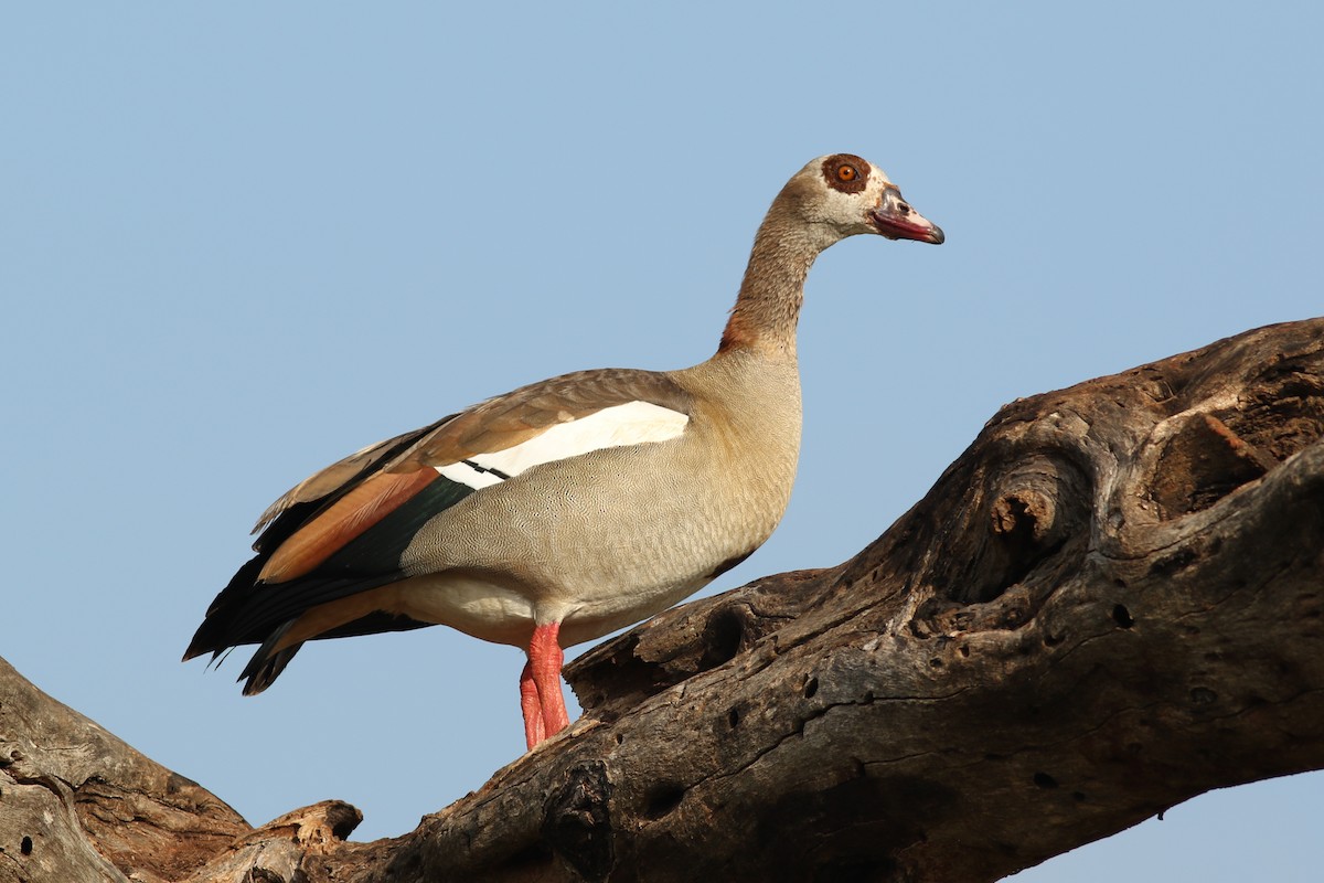 Egyptian Goose - ML424050181