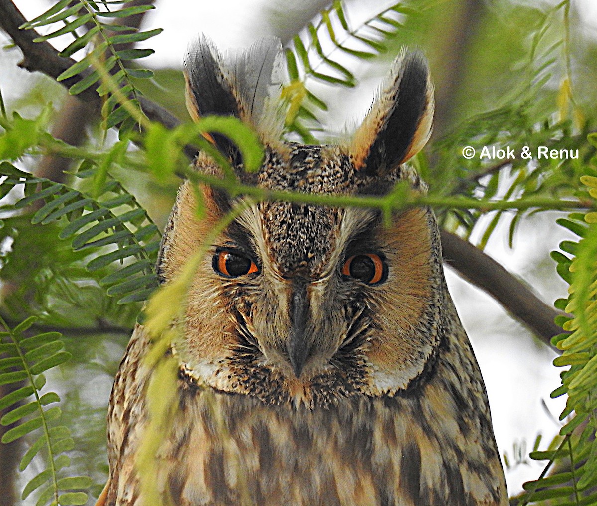 Long-eared Owl (Eurasian) - Alok Tewari