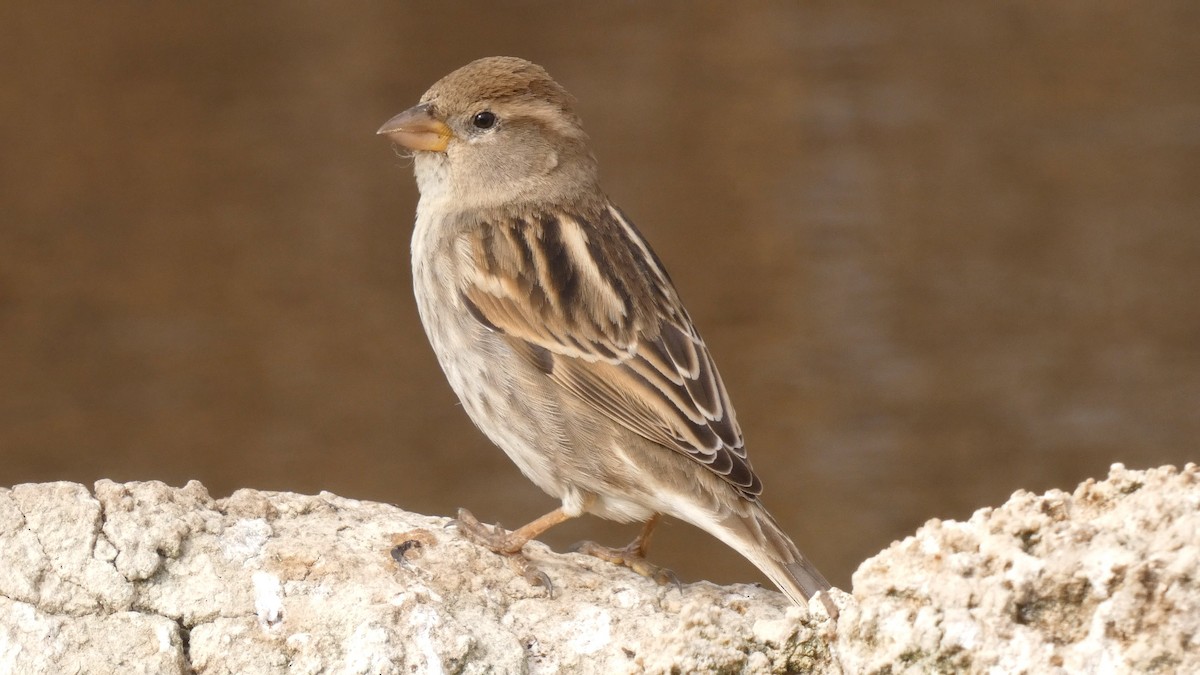 Spanish Sparrow - Juan Sanabria