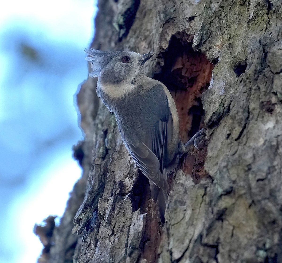 Gray-crested Tit - ML424070941