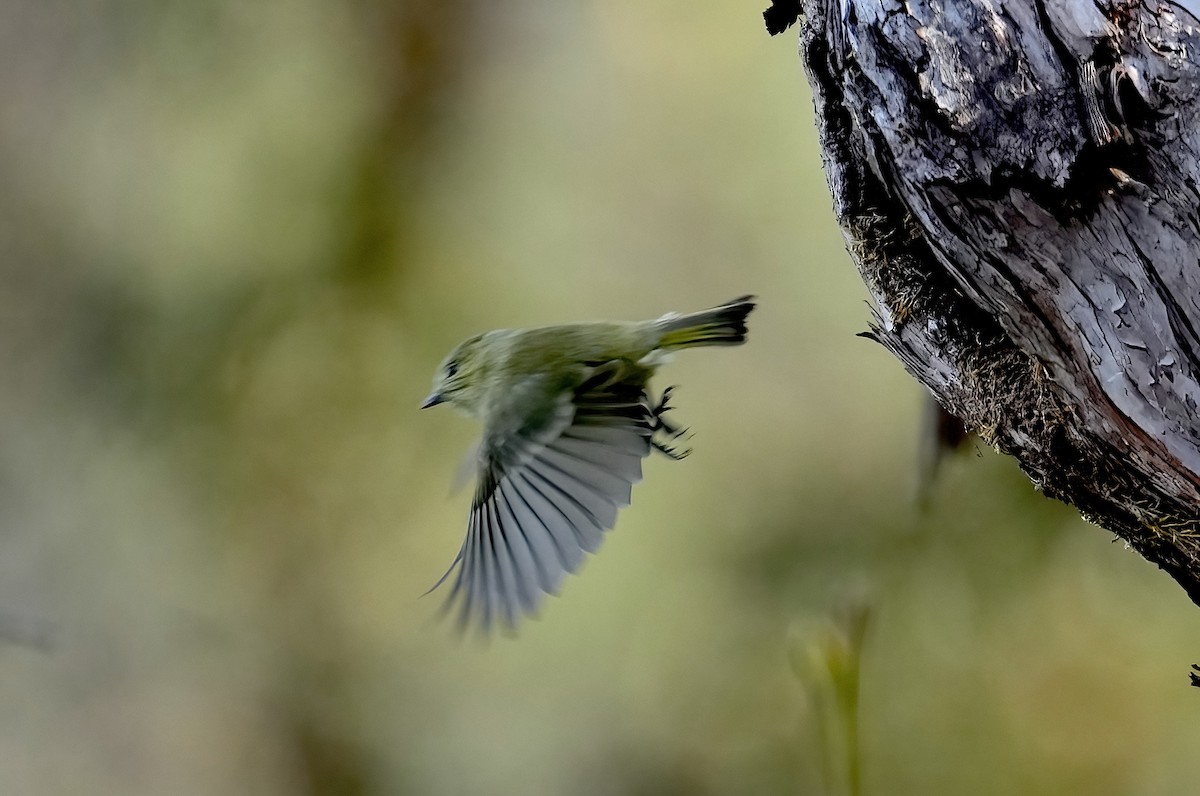 Yellow-browed Tit - ML424071481