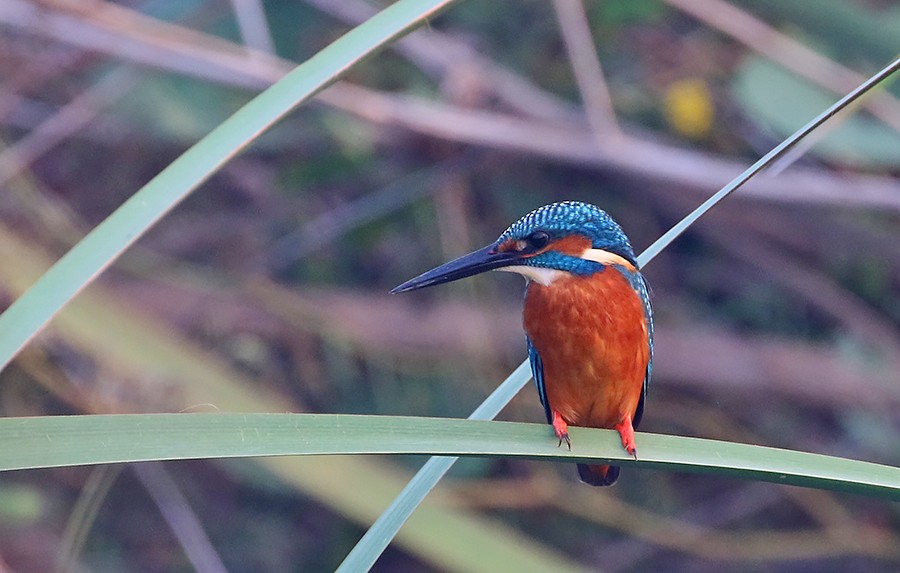 Common Kingfisher - Peter  Ericsson