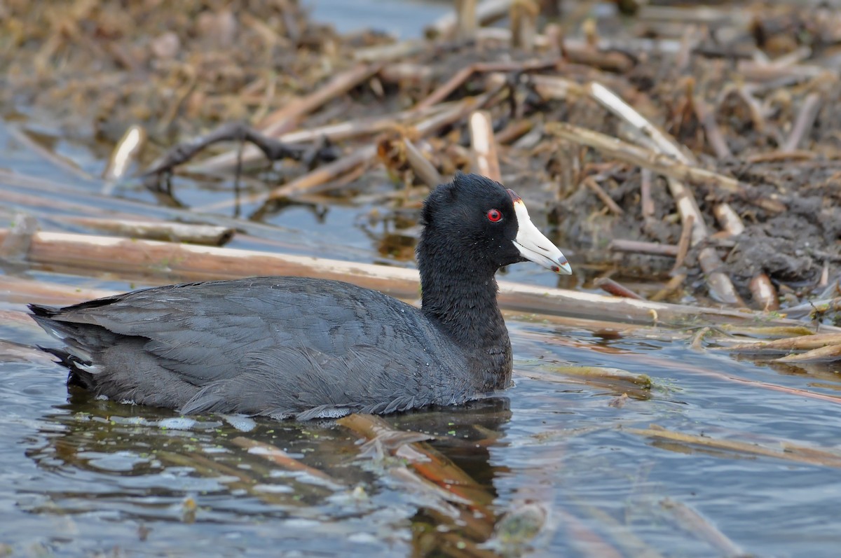 American Coot (Red-shielded) - ML42407761