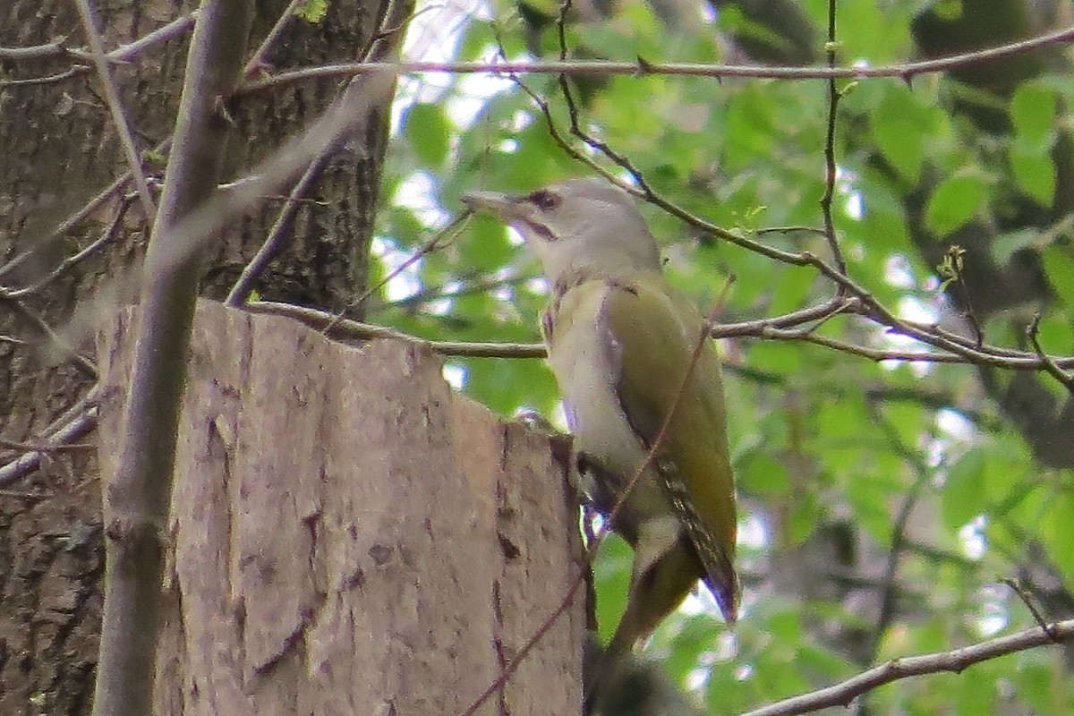 Gray-headed Woodpecker - ML424078761