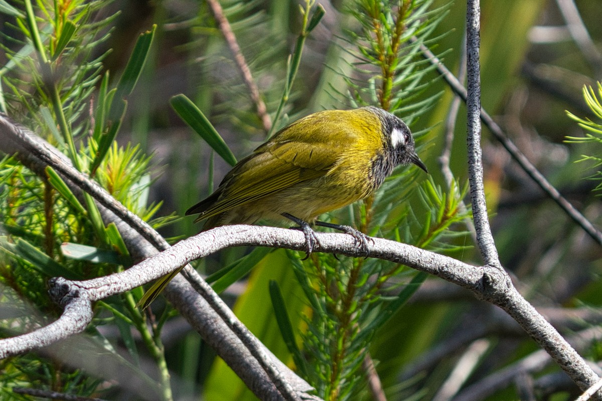 White-eared Honeyeater - Terry Gallagher