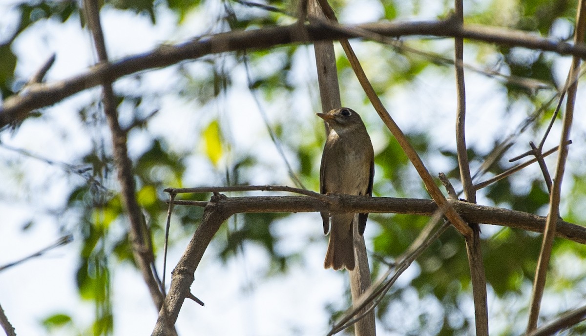 Brown-breasted Flycatcher - ML424081331