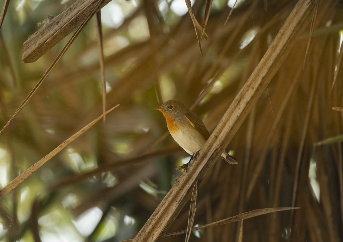 Red-breasted Flycatcher - ML424081521