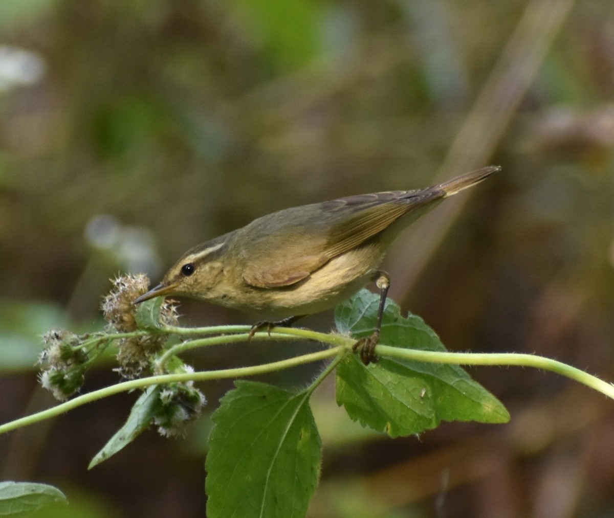 Tytler's Leaf Warbler - Prasad Sonawane