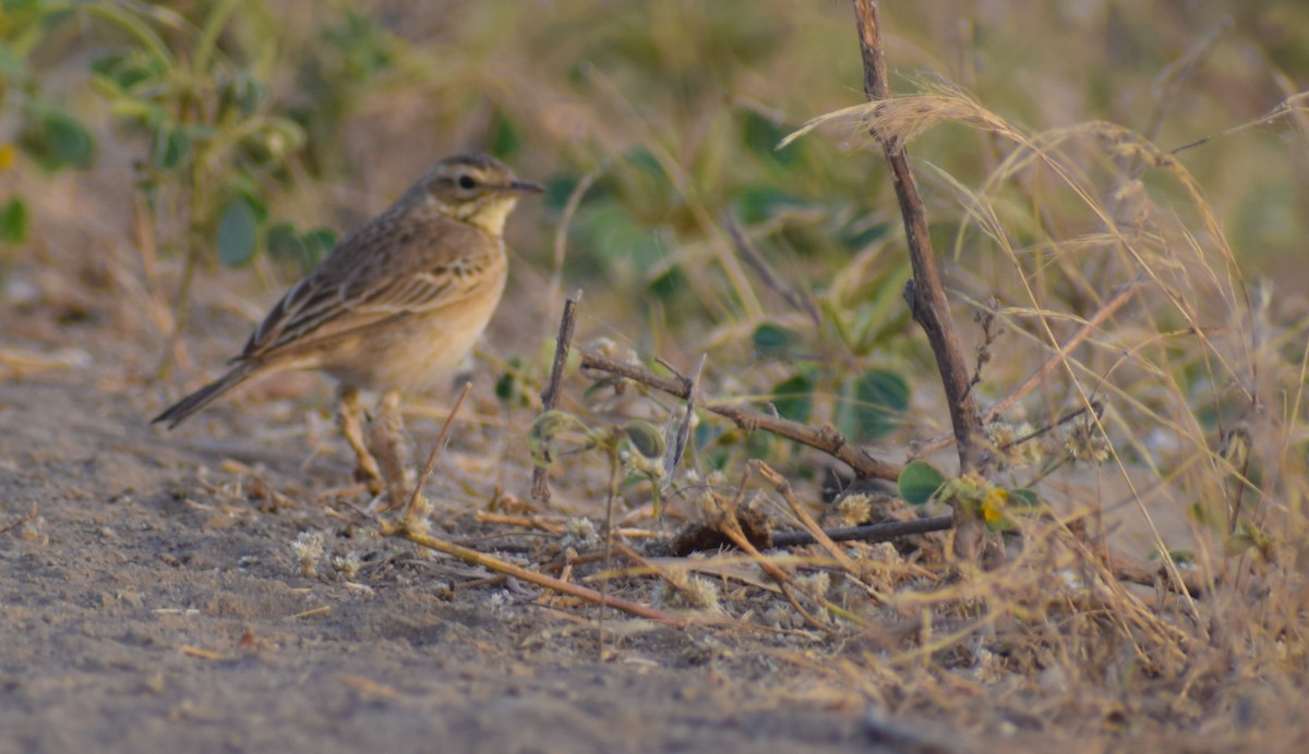 Ashy-crowned Sparrow-Lark - ML424085581