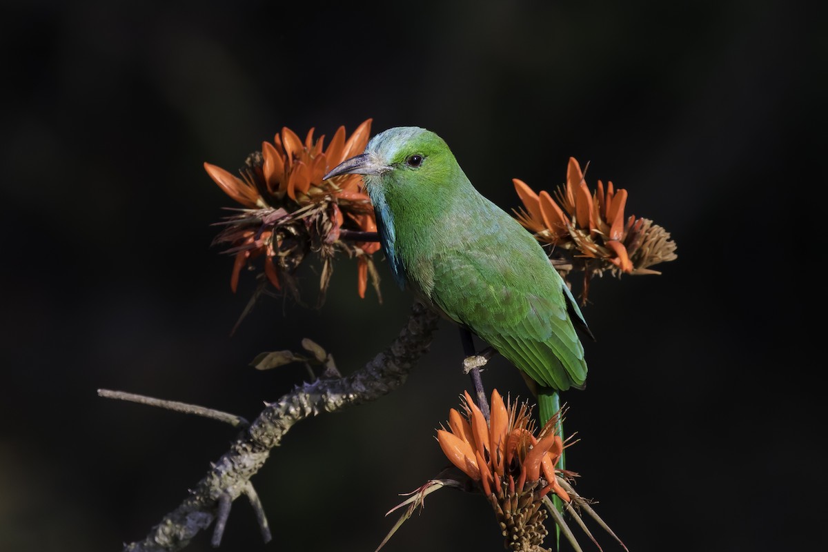 Blue-bearded Bee-eater - Sayam U. Chowdhury