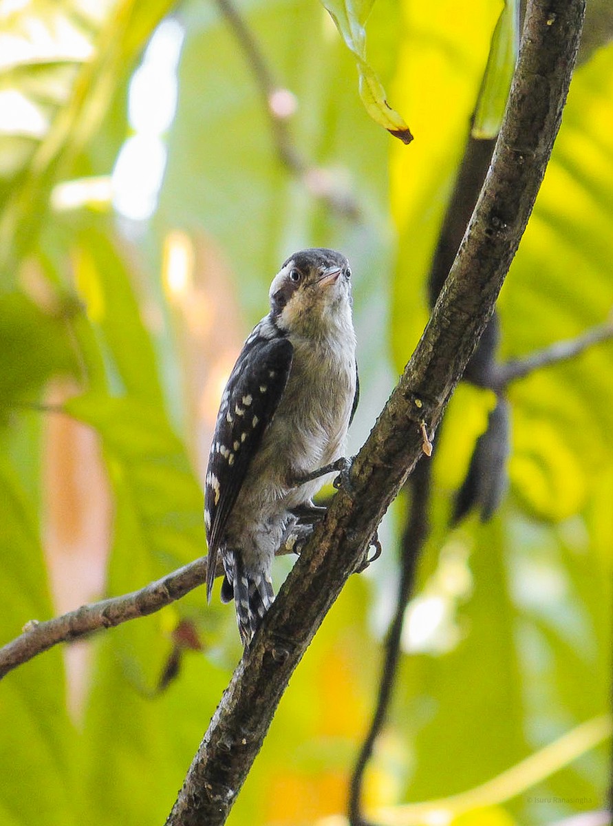 Brown-capped Pygmy Woodpecker - ML424086721