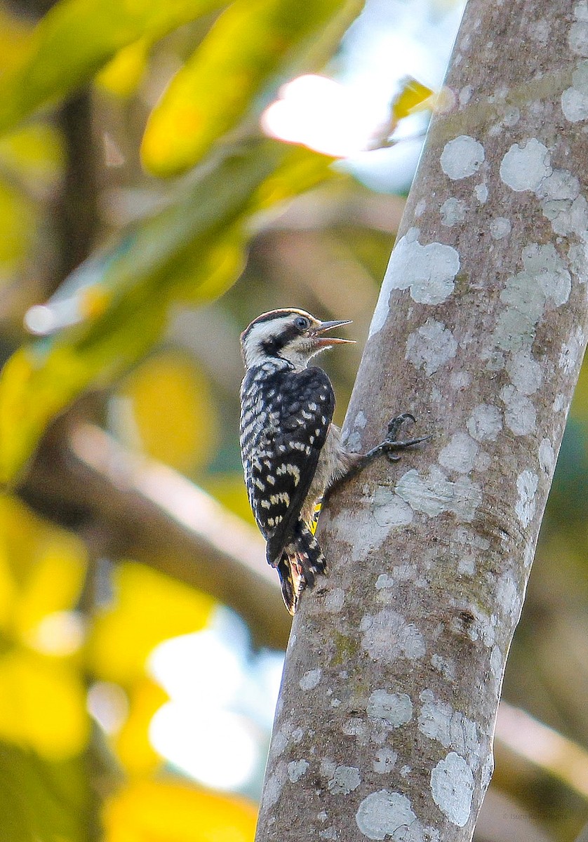 Brown-capped Pygmy Woodpecker - ML424086731
