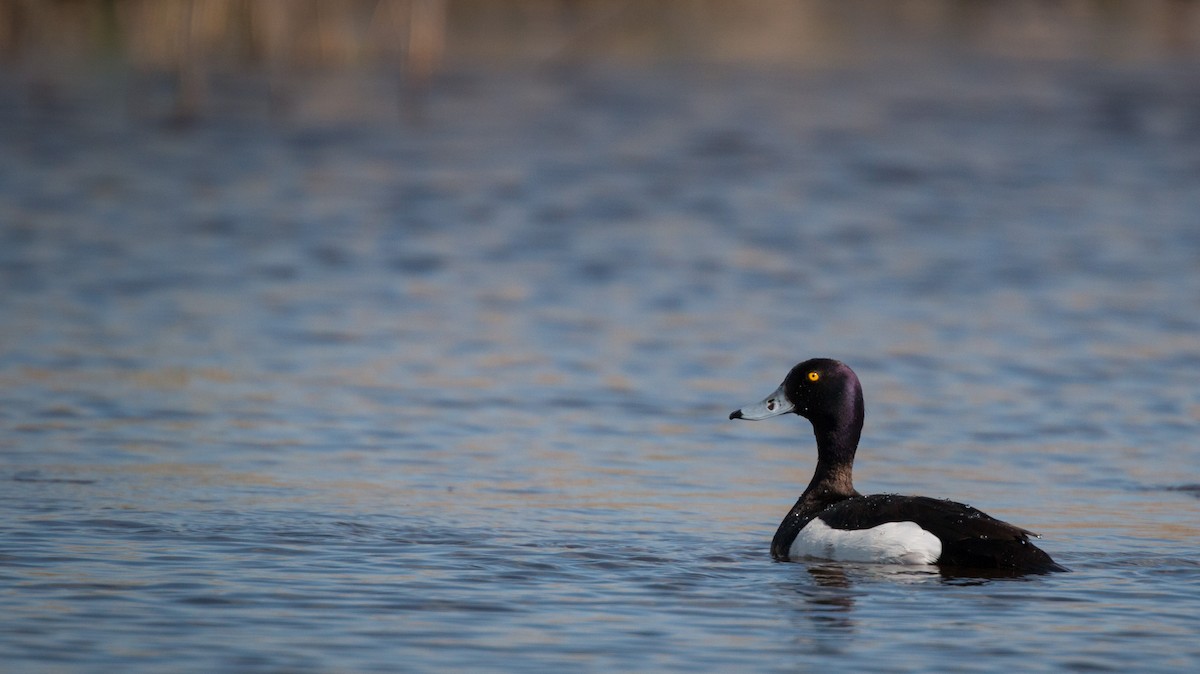 Tufted Duck - ML42408841