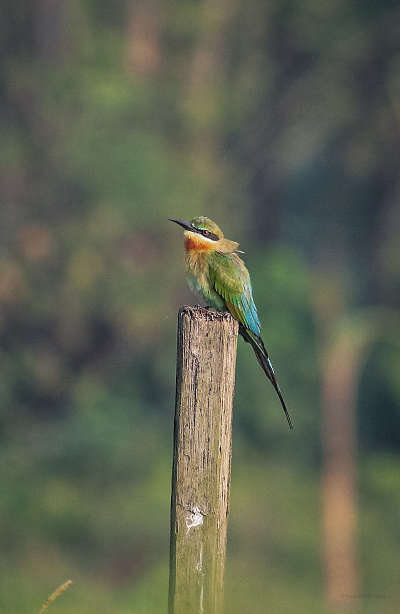 Blue-tailed Bee-eater - ML424088471
