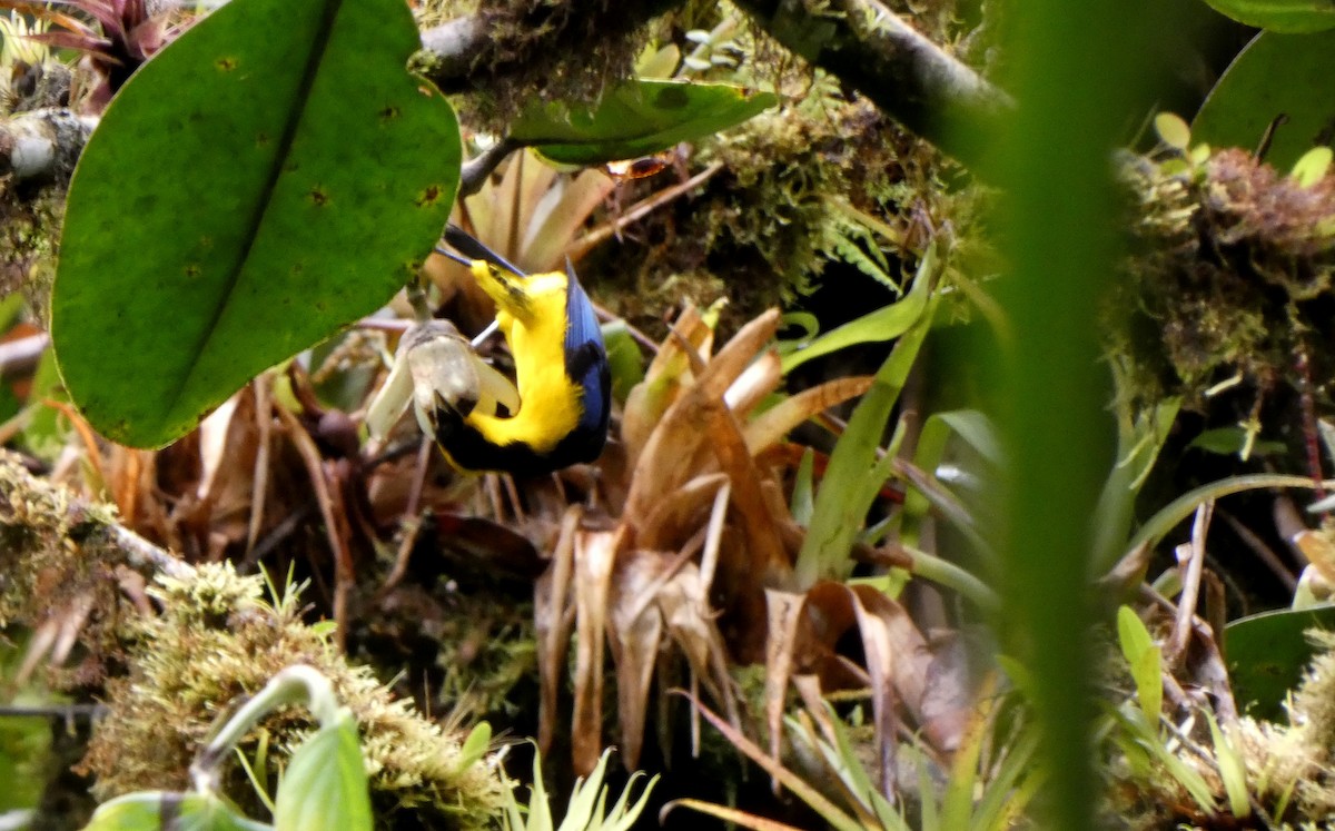 Blue-winged Mountain Tanager - ML424091951