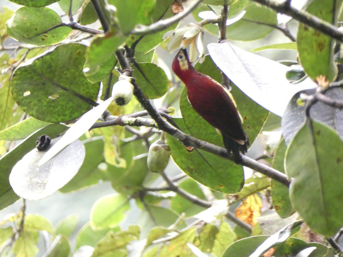 Crimson-mantled Woodpecker - ML424091961