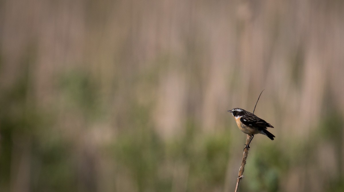 Whinchat - ML42409271
