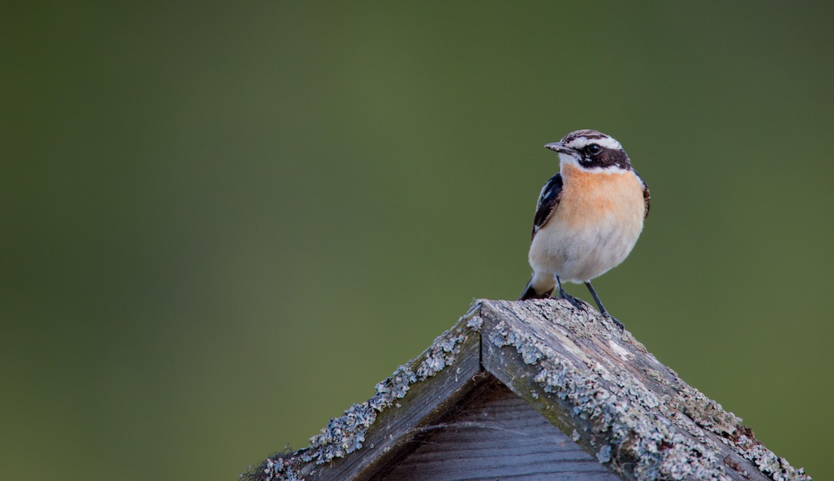Whinchat - ML42409281