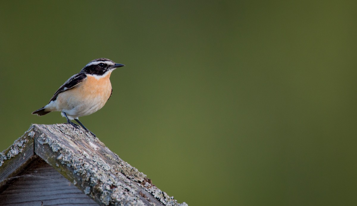 Whinchat - ML42409291