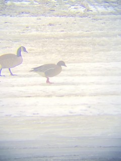 Pink-footed Goose, ML424101361