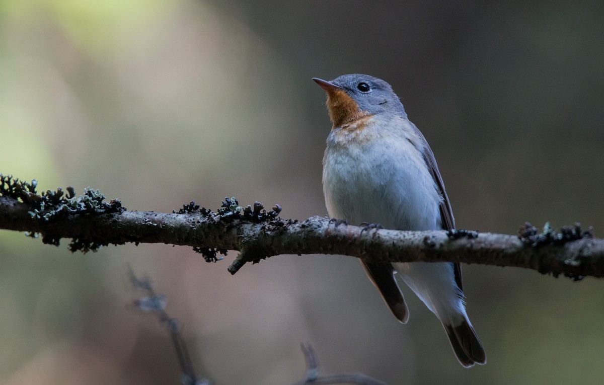 Red-breasted Flycatcher - Ian Davies