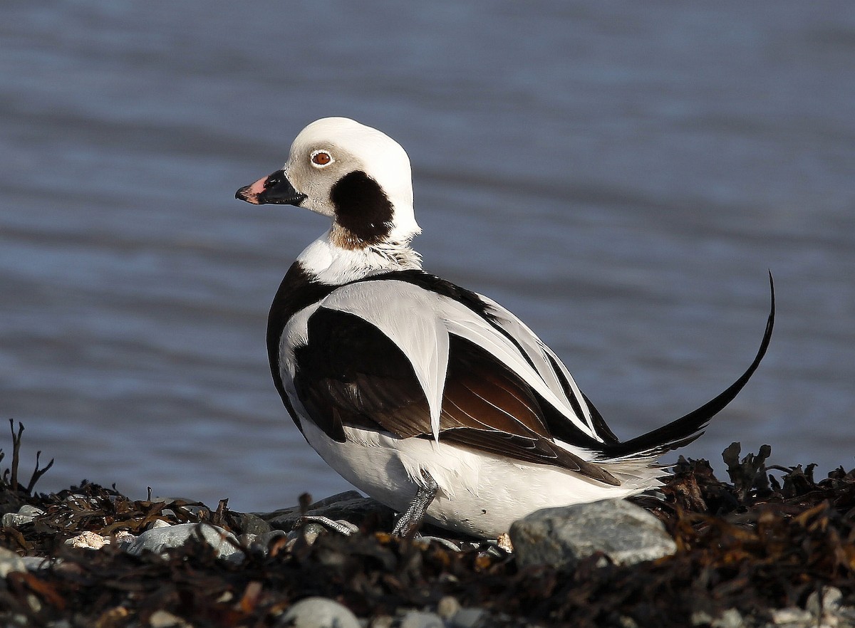 Long-tailed Duck - ML424107301