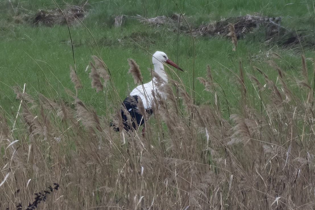 White Stork - Göktuğ  Güzelbey