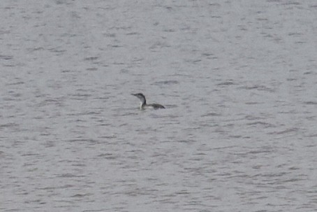 Red-throated Loon - ML424108111