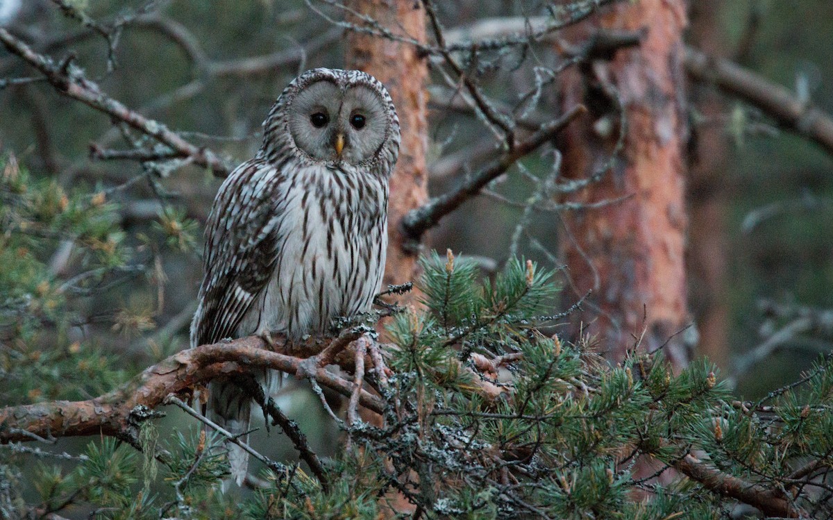Ural Owl - Ian Davies