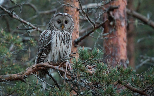 Ural Owl (subspecies <em class="SciName notranslate">liturata</em>). - Ural Owl - 