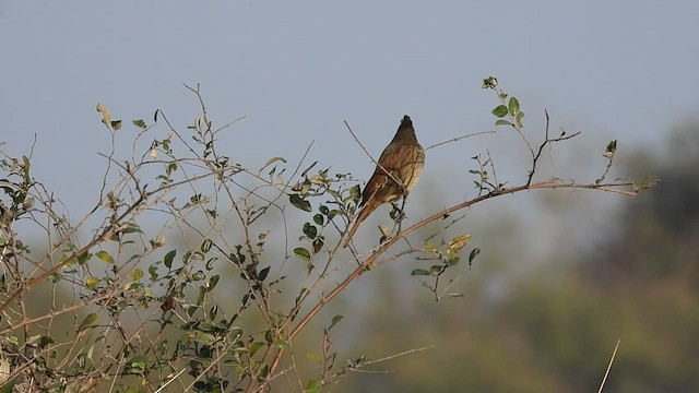 Crested Bunting - ML424111221