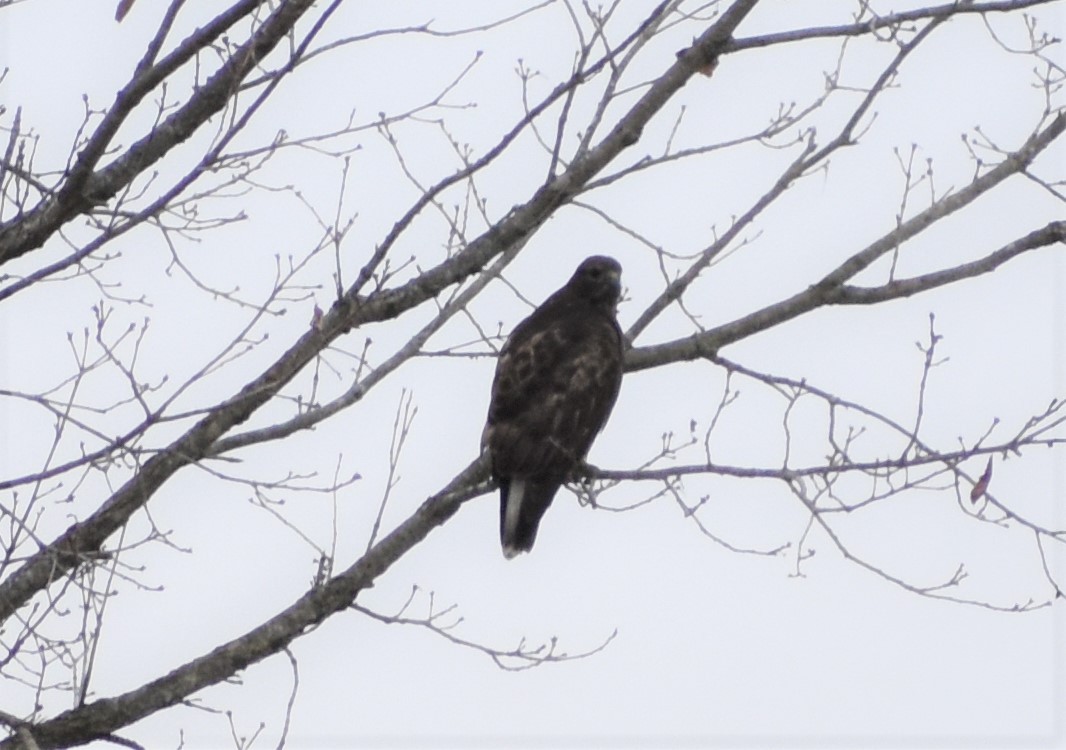 Red-tailed Hawk (Harlan's) - ML424115711