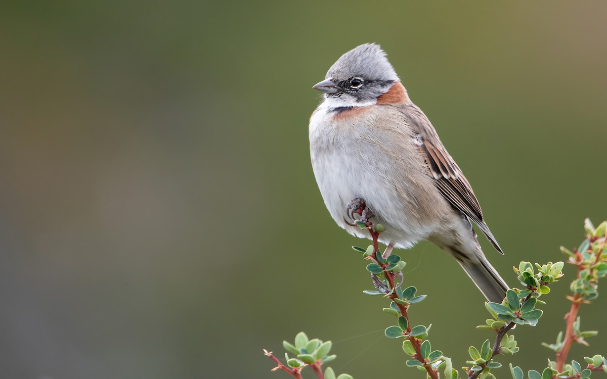 Rufous-collared Sparrow (Patagonian) - ML424124241