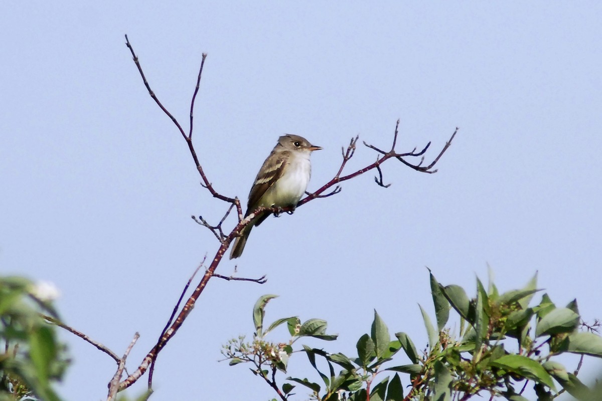 Willow Flycatcher - Malcolm Gold