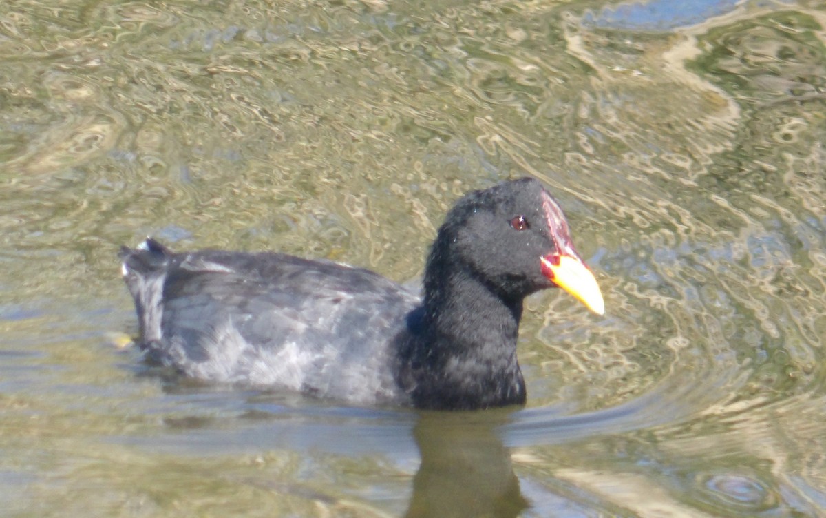 Red-fronted Coot - ML424135861