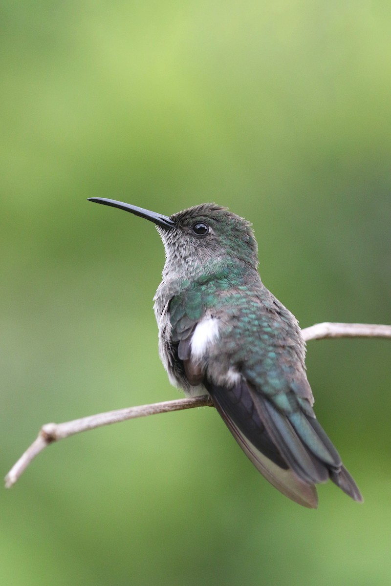 Sombre Hummingbird - ML424136451