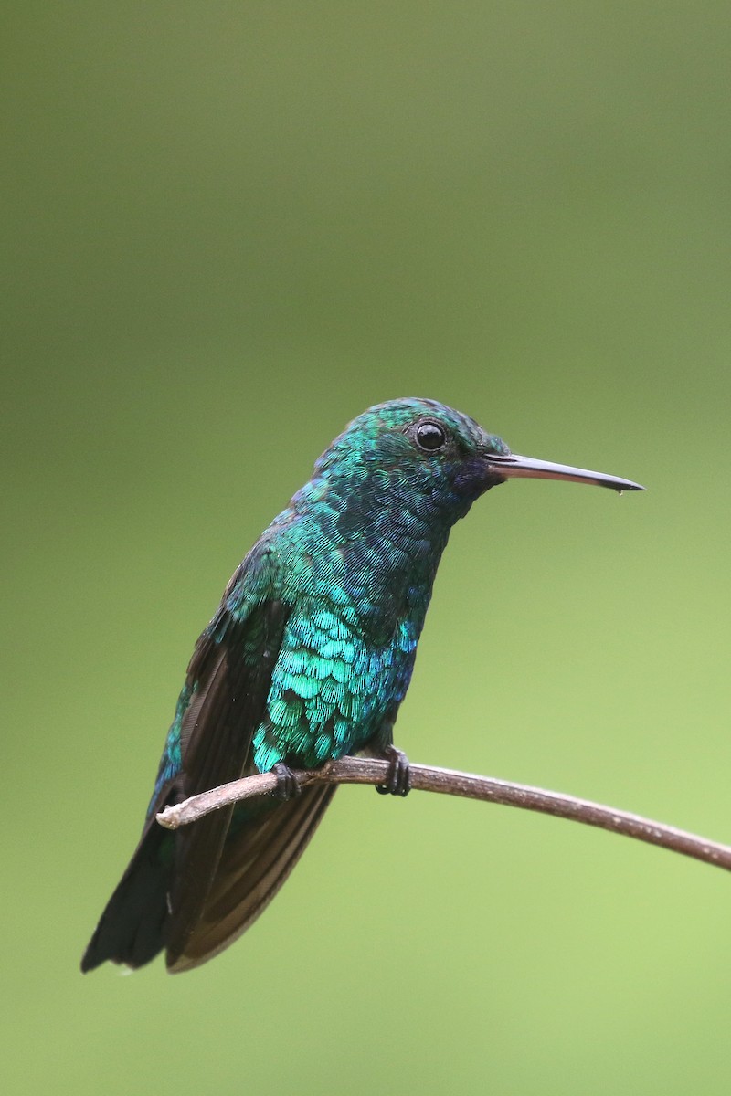 kolibřík modrobradý - ML424136471