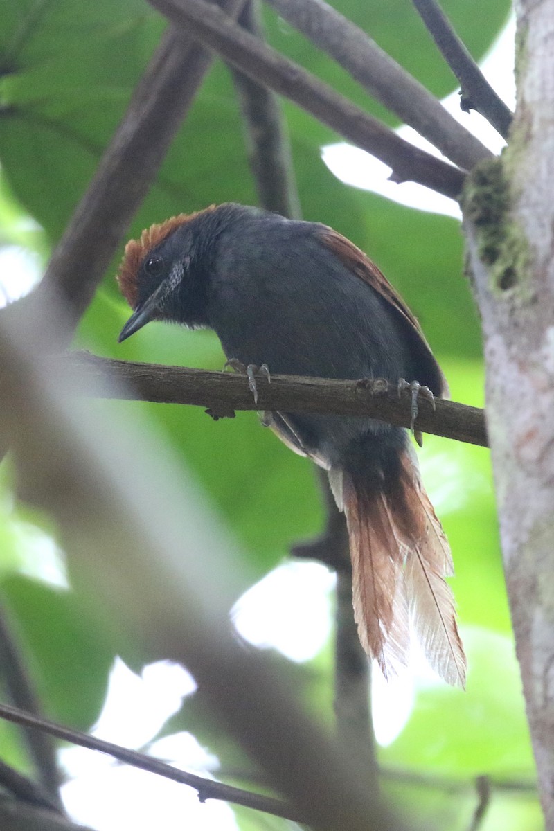 Pinto's Spinetail - ML424136721