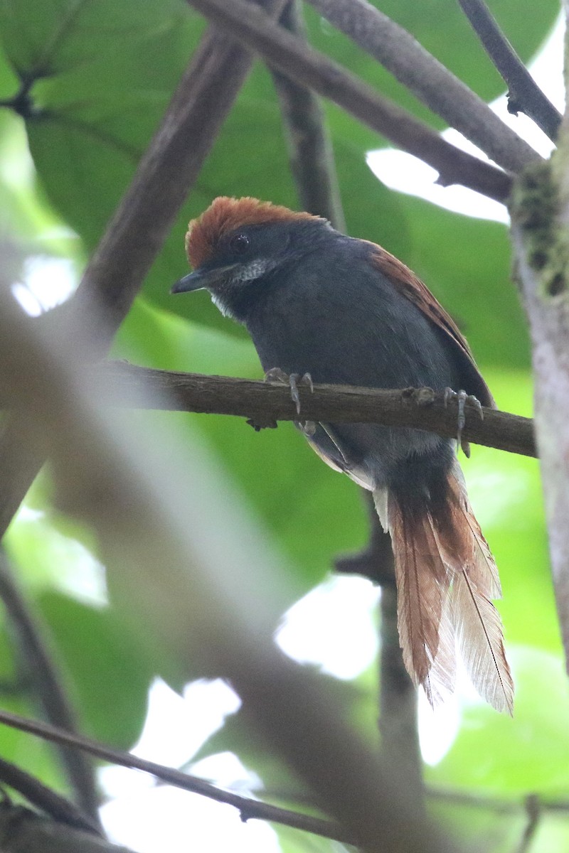 Pinto's Spinetail - ML424136731