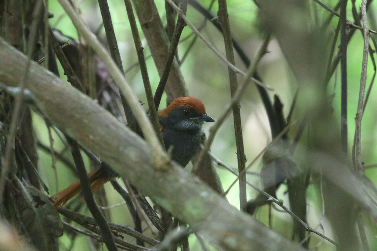 Pinto's Spinetail - ML424136741
