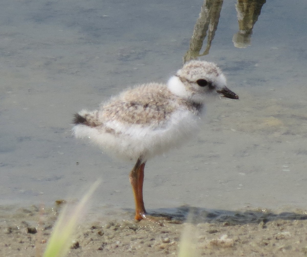 Piping Plover - ML42413941