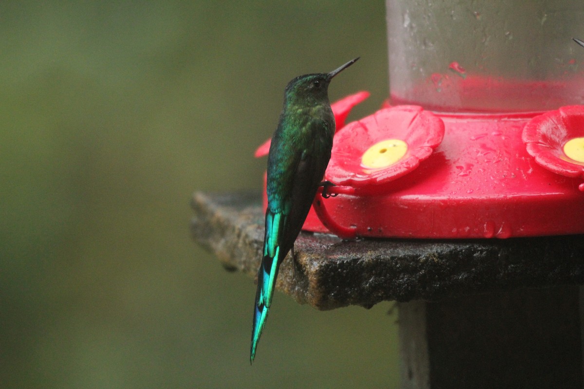 Long-tailed Sylph - ML424144151