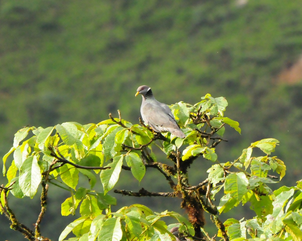 Band-tailed Pigeon - ML424144921