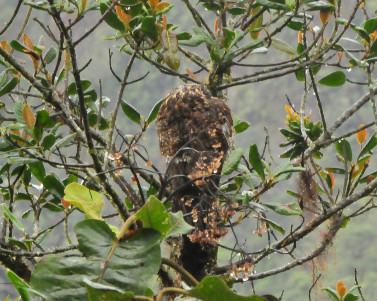 Andean Potoo - ML424145941