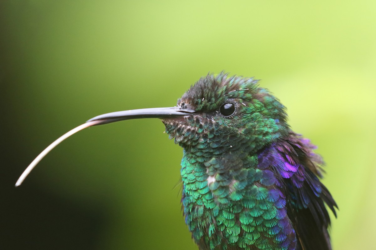 kolibřík pralesní - ML424147471