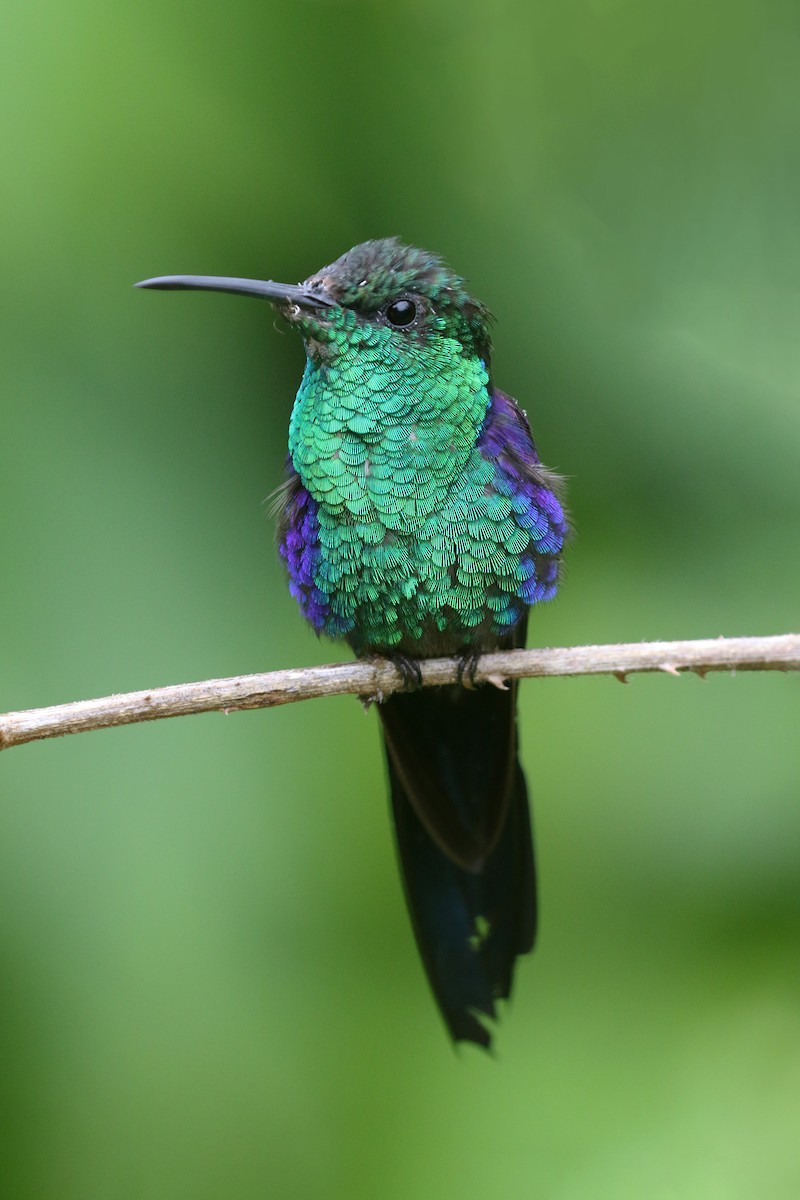 kolibřík pralesní - ML424147481