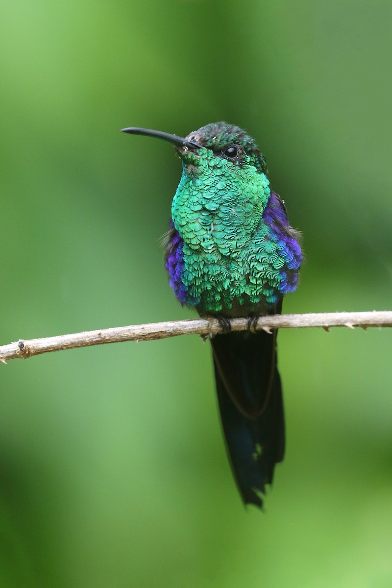 kolibřík pralesní - ML424147491