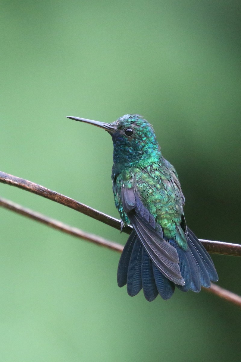 kolibřík modrobradý - ML424147591