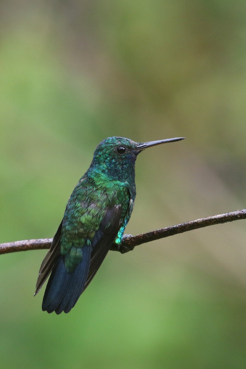 kolibřík modrobradý - ML424147621